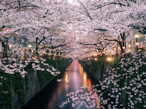 No need to go to Japan to see cherry blossoms. We have those  .